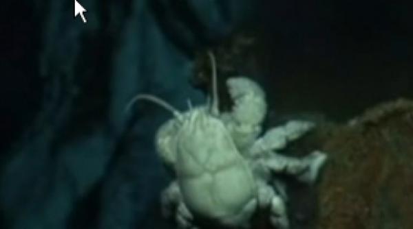 o lume disparuta descoperita pe fundul marii in larguls coastelor antarcticii video