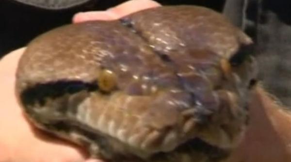 cel mai mare piton din australia pus la dieta video