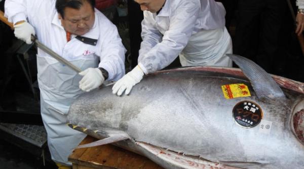in japonia a fost vandut cel mai scump peste din lume vezi cat a platit proprietarul unui lant de restaurante pentru un ton video