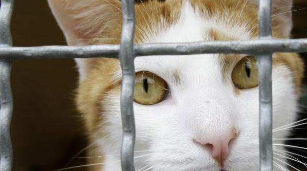 o pisica a supravietuit de doua ori incercarilor de eutanasiere