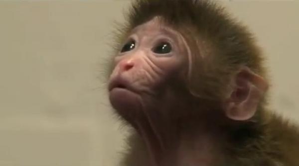 uluitor cercetatorii au produs maimute himere video