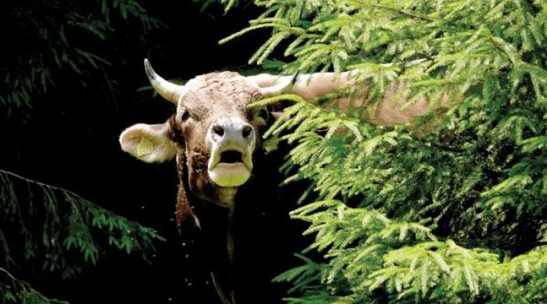 vaca este vaca oameni buni ca si noi