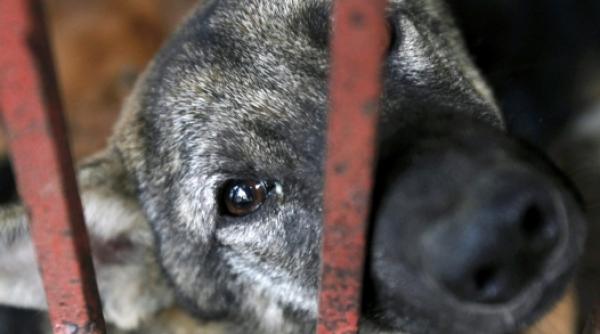 sri lanka a autorizat uciderea a trei milioane de caini vagabonzi