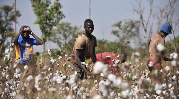 tema la matematica in fostul stat sclavagist georgia daca opt sclavi culeg un numar egal de portocale