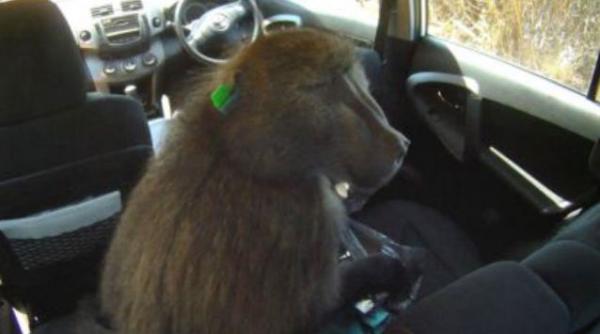 babuinul antiglont fred a terorizat un oras din africa de sud desi fusese impuscat de cel putin 50 de ori