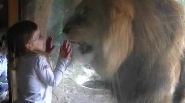 o fetita de trei ani a ramas nemiscata in fata unui leu furios video