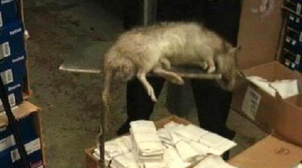 un sobolan gigant descoperit intr un magazin ii baga in sperieti pe newyorkezi