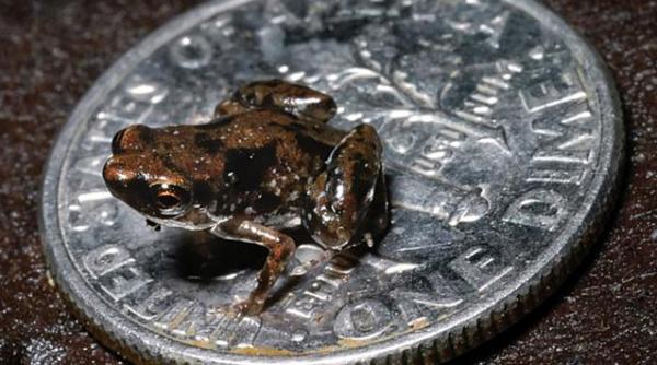 care este cea mai mica vertebrata din lume