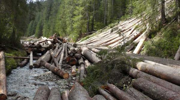 agentul p dulce stapanul padurii