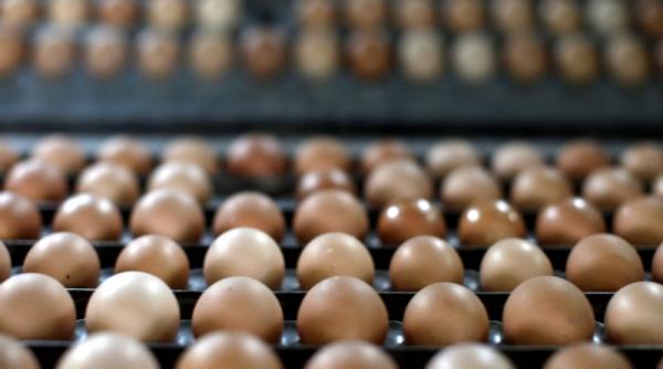 depozitul manastirea gasit cu 4 300 de oua fara acte de provenienta