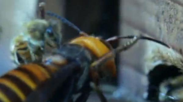 viespile din iad 30 de viespi uriase japoneze macelaresc 30 000 de albine video