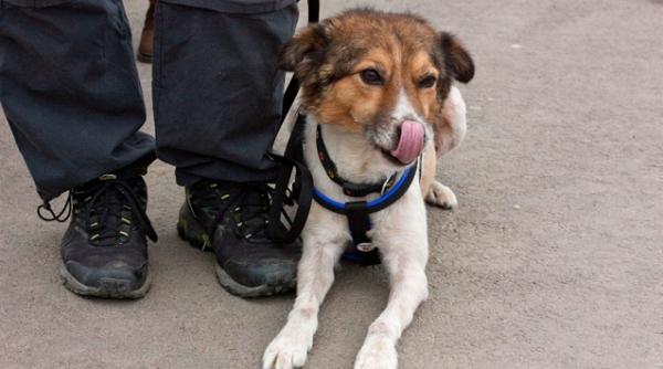 incepe sterilizarea cainilor din capitala