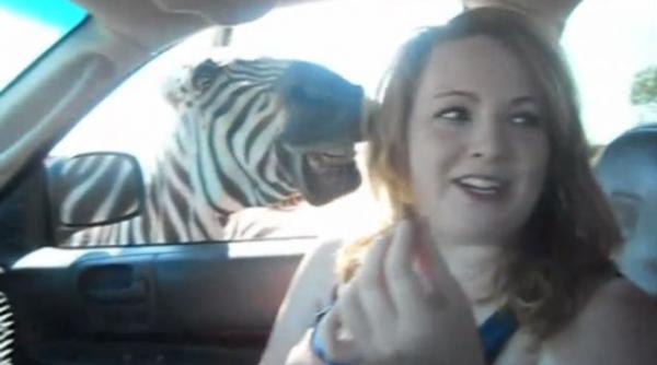 video o fata a fost atacata de o zebra in timp ce se afla in masina