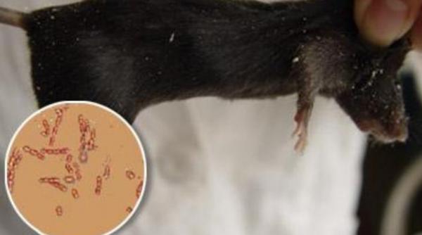 siberia detine secretul tineretii fara batranete vezi ce au descoperit cercetatorii rusi