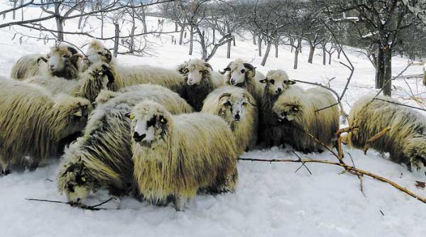 despre omat si felurimea ninsorilor la romani