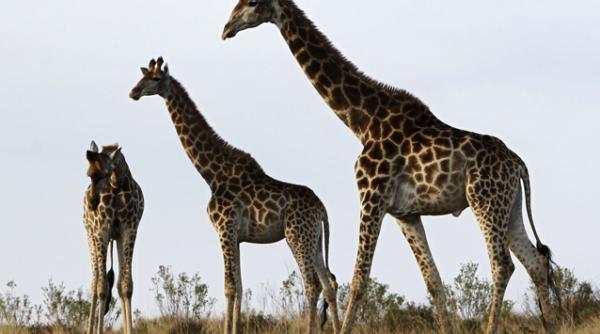sute de turisti platesc sume uriase ca sa omoare girafe foto