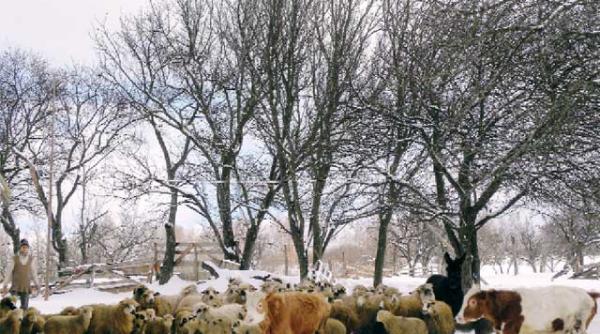 acum 100 de ani aniversarea unirii principatelor