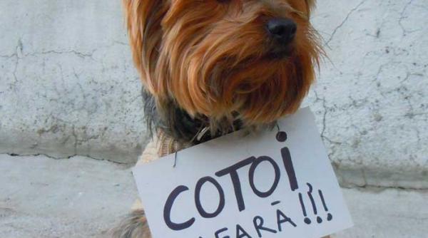 cu nevroticii de coada cotoi tace