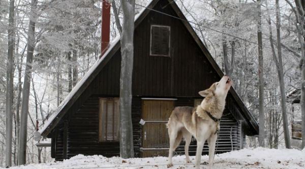 cainele este cel mai bun prieten al omului de peste 30 000 de ani