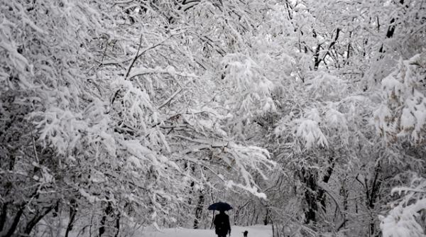 cod rosu de ninsori in bulgaria