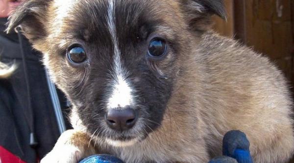 peste 200 de caini sunt ingropati de vii sub zapada la adapostul glina