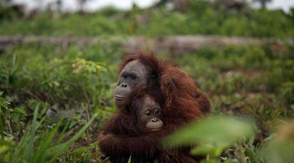 ultima imbratisare in fata mortii o femela urangutan isi protejeaza puiul in fata vanatorilor