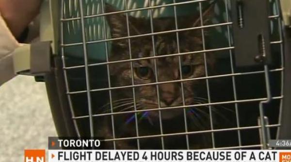avion intarziat cu peste patru ore din cauza unei pisici video