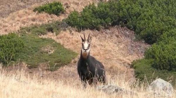 humanoizii fleica si b b distrug bucegii