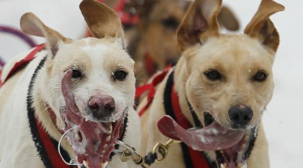 29 ianuarie 2012 imaginile zilei