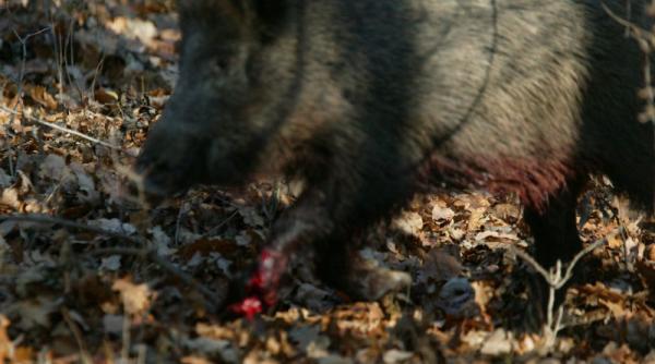 fondul de vanatoare de la scrovistea trece la cotroceni