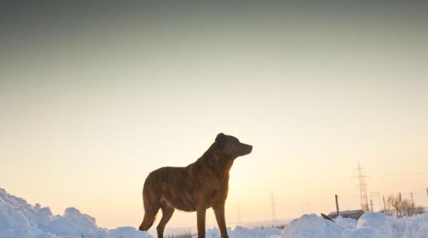 si a lasat paltonul in urma pentru a si incalzi cainele cum au indurat persoanele fara adapost gerul noptii