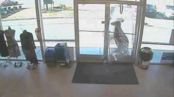 caprioare innebunite de foame dau spargeri in restaurante magazine scoli si biblioteci din sua video