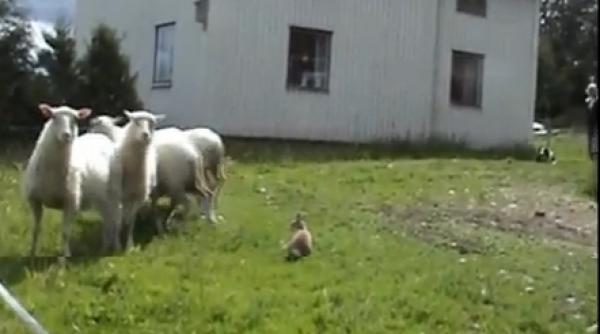 culmea dresajului un iepure ajuns caine ciobanesc video