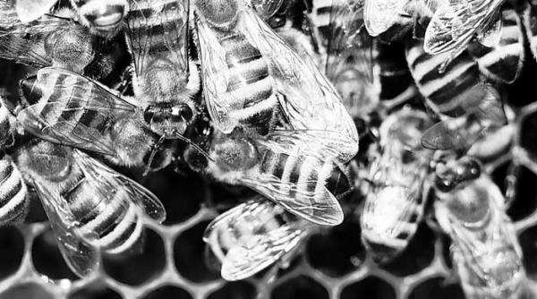 minunile laptisorului de matca