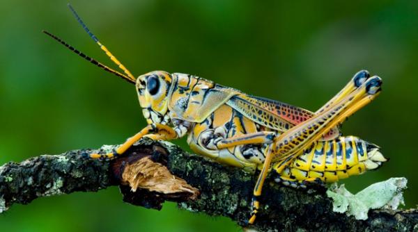 asculta cantecul vechi de 165 milioane de ani al unui greier din jurasic video