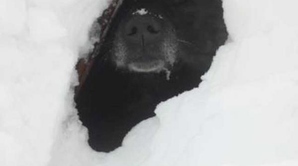 cainii de la pelinu au nevoie de ajutor