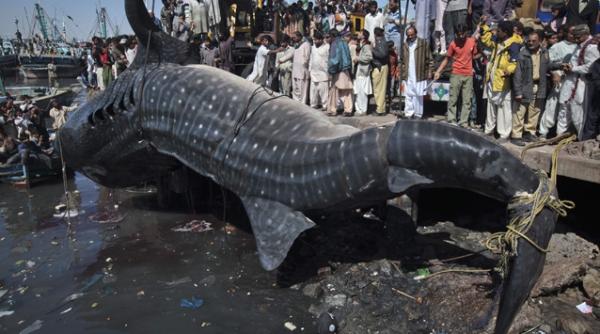 un rechin balena a fost gasit de un pescar in marea arabiei video