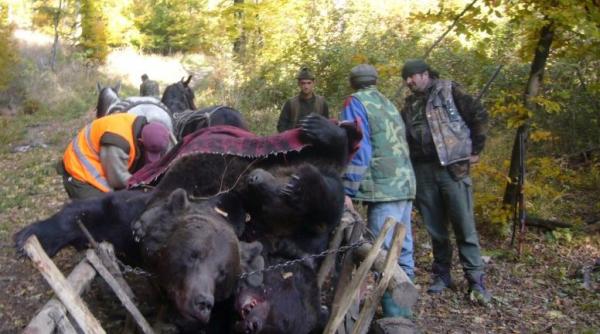 ursi asasinati si iobagi cu buzunare de interlop