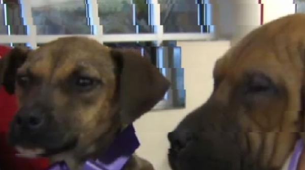 video doi catei bolnavi s au dus singuri la spital pentru a fi tratati