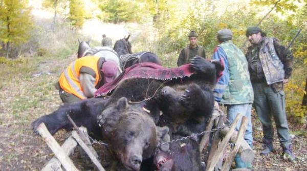 ursi asasinati si iobagi cu buzunare de interlop