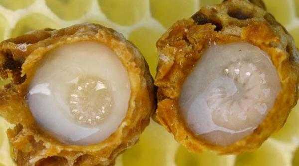 propolis miere si laptisor de matca pentru tratarea racelilor si a reumatismului