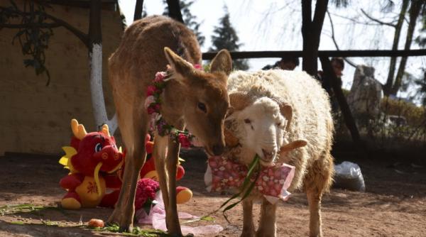 un berbec si o caprioara vor fi casatoriti de sfantul valentin vezi unde se va desfasura ceremonia si cum vor fi imbracati mirii
