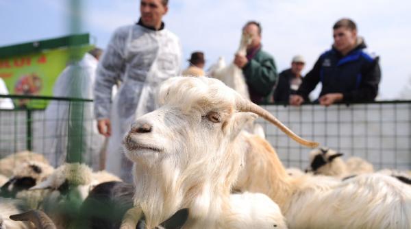 si caprele sufera de sindromul raducioiu accentul behaiturilor se schimba in functie de turma