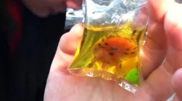 dezgustator broscute testoase folosite pe post de breloc de catre chinezi video