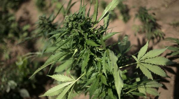 nepotii vicelui cj valcea retinuti pentru trafic de droguri cannabisul provenea dintr o cultura ilegala din judet video