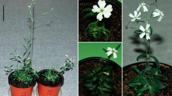 cercetatorii rusi au adus la viata plante din fructe de acum 30 000 de ani