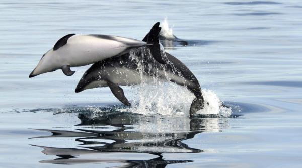 delfinii si balenele ar putea fi declarate persoane non umane urmand sa aiba aceleasi drepturi ca si un om