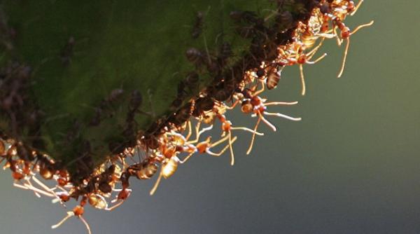 mare grija la musuroaie furnicile au memorie colectiva si tin minte dusmanii