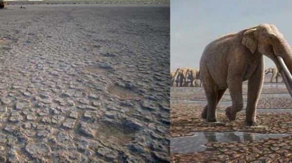 urme de elefant vechi de 7 milioane de ani descoperite de paleontologi in emiratele arabe video