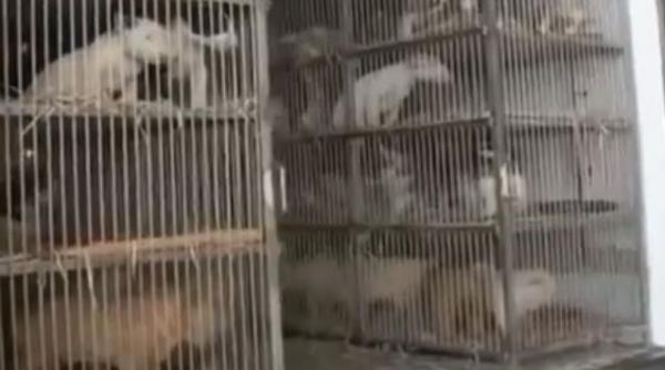 video peste 200 de catei transportati ilegal cu un camion cu scopul de a fi vanduti au fost salvati de politie